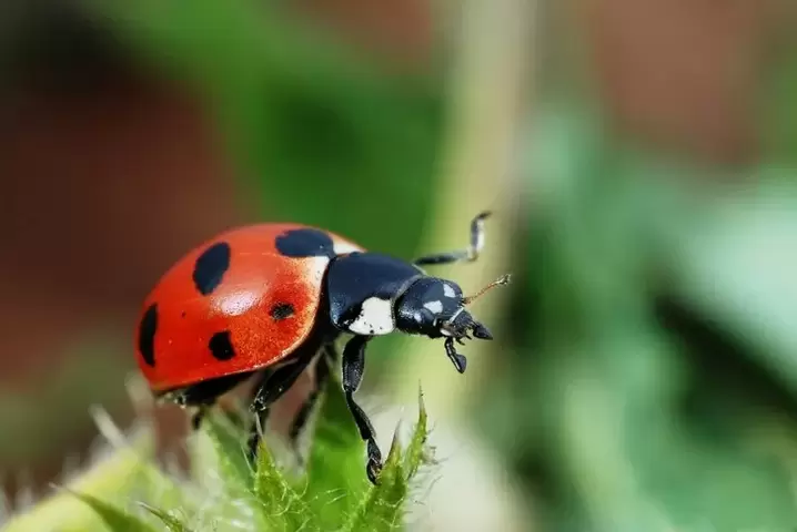 amulet le haghaidh ádh-ladybug